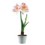 Амариллис бело-розовый горшечный